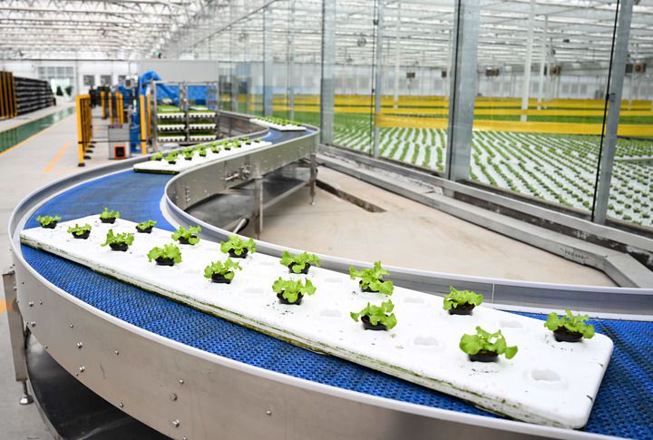 2024年12月12日在內(nèi)蒙古鄂爾多斯市達拉特旗內(nèi)蒙古現(xiàn)代數(shù)字農(nóng)業(yè)科技產(chǎn)業(yè)園拍攝的生菜苗。 新華社記者 貝赫 攝