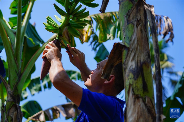 12月23日，中國熱帶農(nóng)業(yè)科學(xué)院專家趙增賢在斯里蘭卡馬坎杜拉為當(dāng)?shù)剞r(nóng)戶做技術(shù)示范。新華社記者 陳冬書 攝