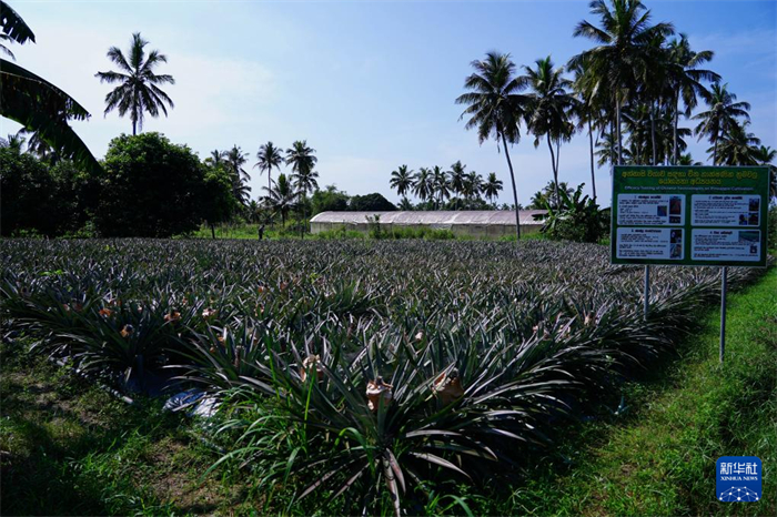 這是12月23日在斯里蘭卡馬坎杜拉拍攝的中國技術(shù)試驗田菠蘿田。新華社記者 陳冬書 攝