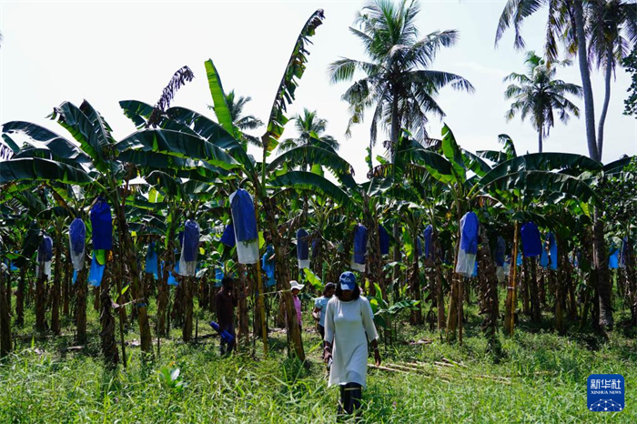12月23日，在斯里蘭卡馬坎杜拉，農(nóng)民走過中國技術(shù)試驗田香蕉田。新華社記者 陳冬書 攝