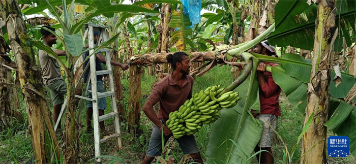12月28日，在斯里蘭卡馬坎杜拉，當(dāng)?shù)剞r(nóng)民收獲香蕉。新華社發(fā)（中國、聯(lián)合國糧農(nóng)組織與斯里蘭卡南南合作項目專家組供圖）