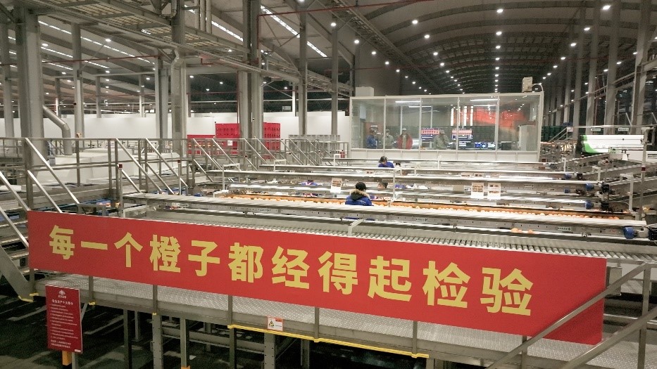 工人在智能生產線上對臍橙精深加工。人民網記者 張力洋攝