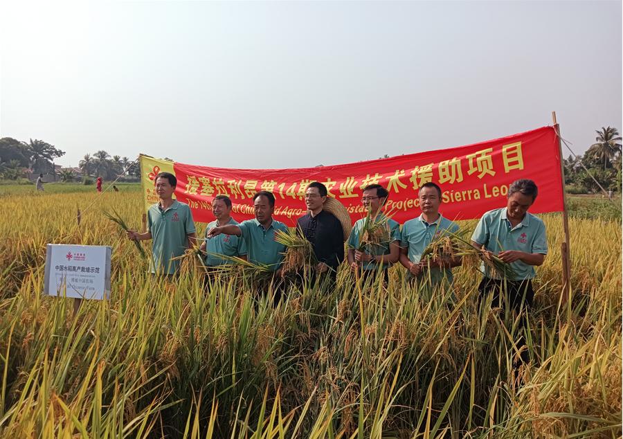 中國(guó)駐塞拉利昂大使王擎和援塞農(nóng)業(yè)專家組合影。中國(guó)援塞農(nóng)業(yè)專家組供圖