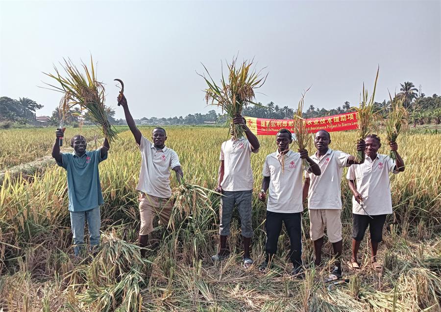 當(dāng)?shù)卮迕裾故窘衲甑乃痉N植成果。中國(guó)援塞農(nóng)業(yè)專家組供圖