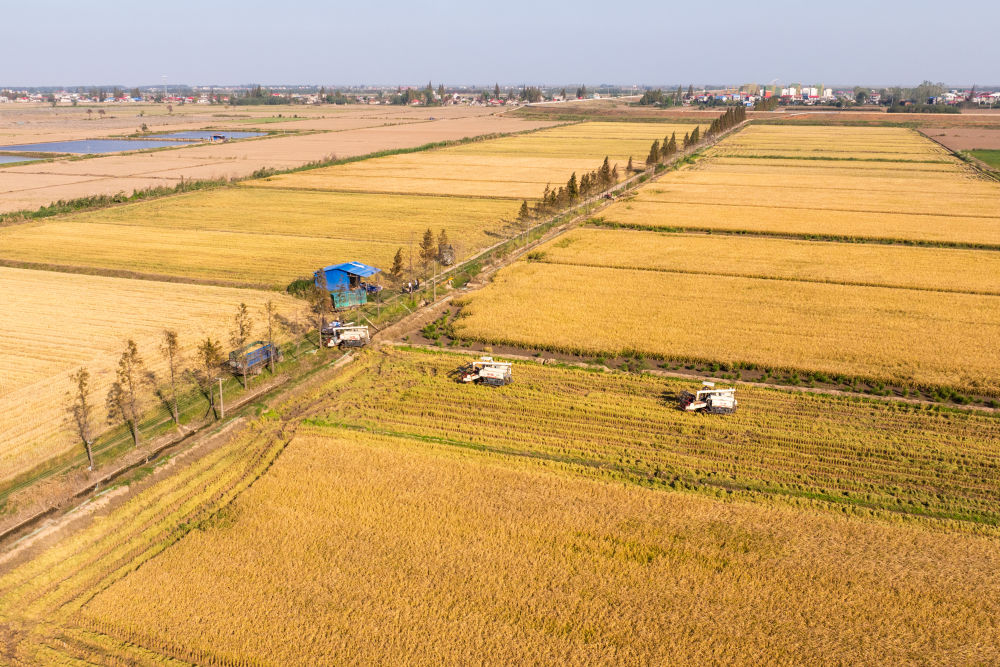 2024年11月1日，在湖南華容縣團(tuán)洲垸，村民駕駛收割機(jī)收獲水稻（無人機(jī)照片）。新華社記者陳思汗 攝