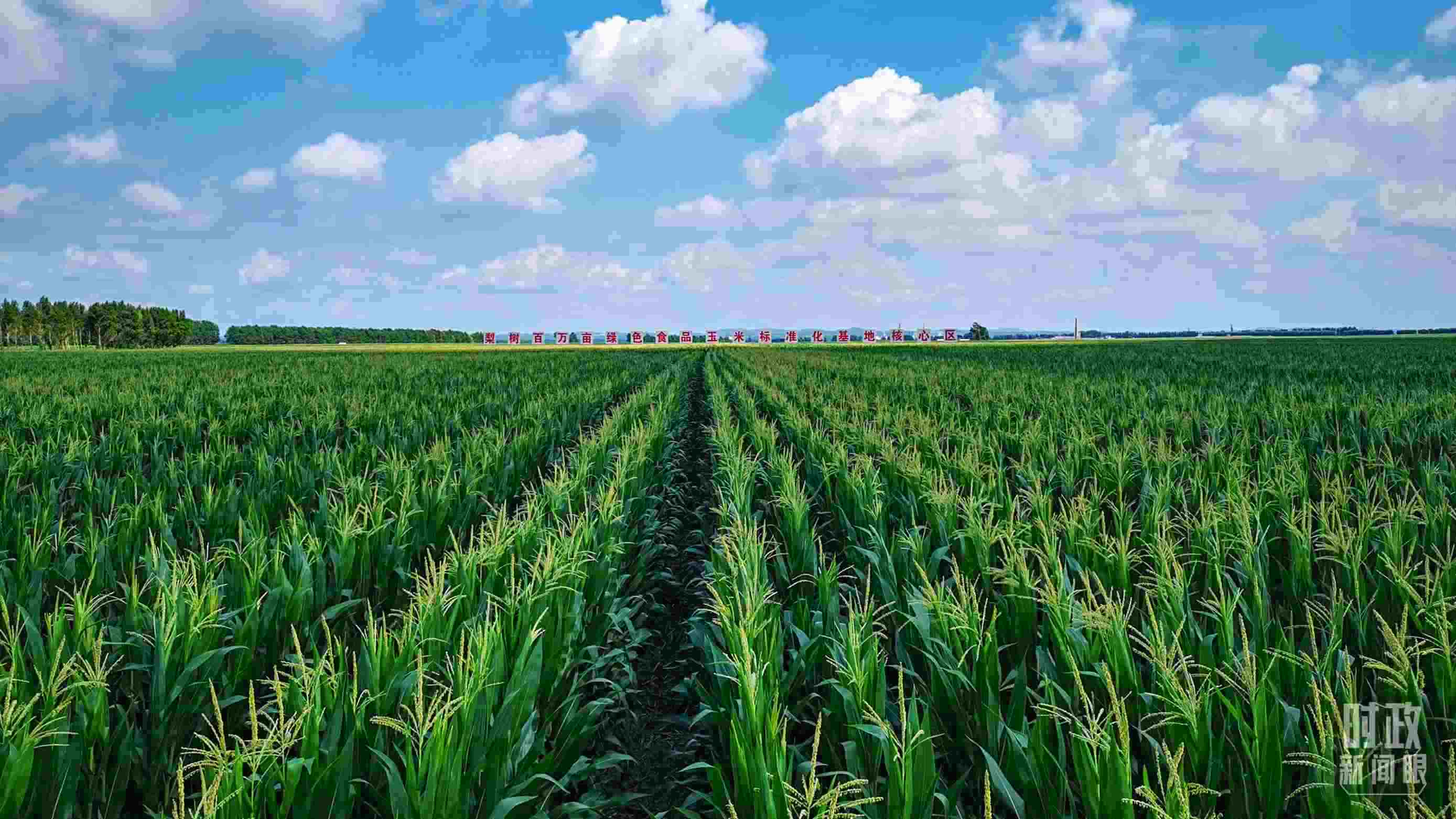 △吉林四平，梨樹縣地處黃金玉米帶。（總臺央視記者張曉鵬拍攝）