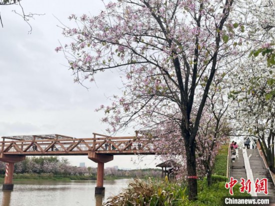 3月7日，廣州海珠國家濕地公園宮粉紫荊花海吸引游人。中新社記者 許青青 攝