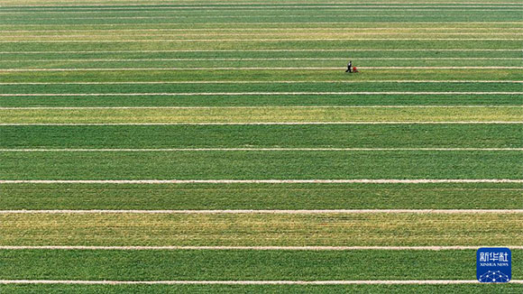 3月14日，在菏澤市鄆城縣潘渡鎮(zhèn)，農(nóng)民在麥田里施肥（無(wú)人機(jī)照片）。