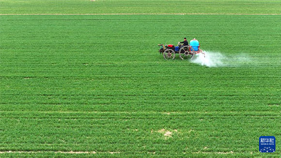 3月14日，在菏澤市鄆城縣郭屯鎮(zhèn)，農(nóng)民在麥田里噴灑除草劑（無(wú)人機(jī)照片）。