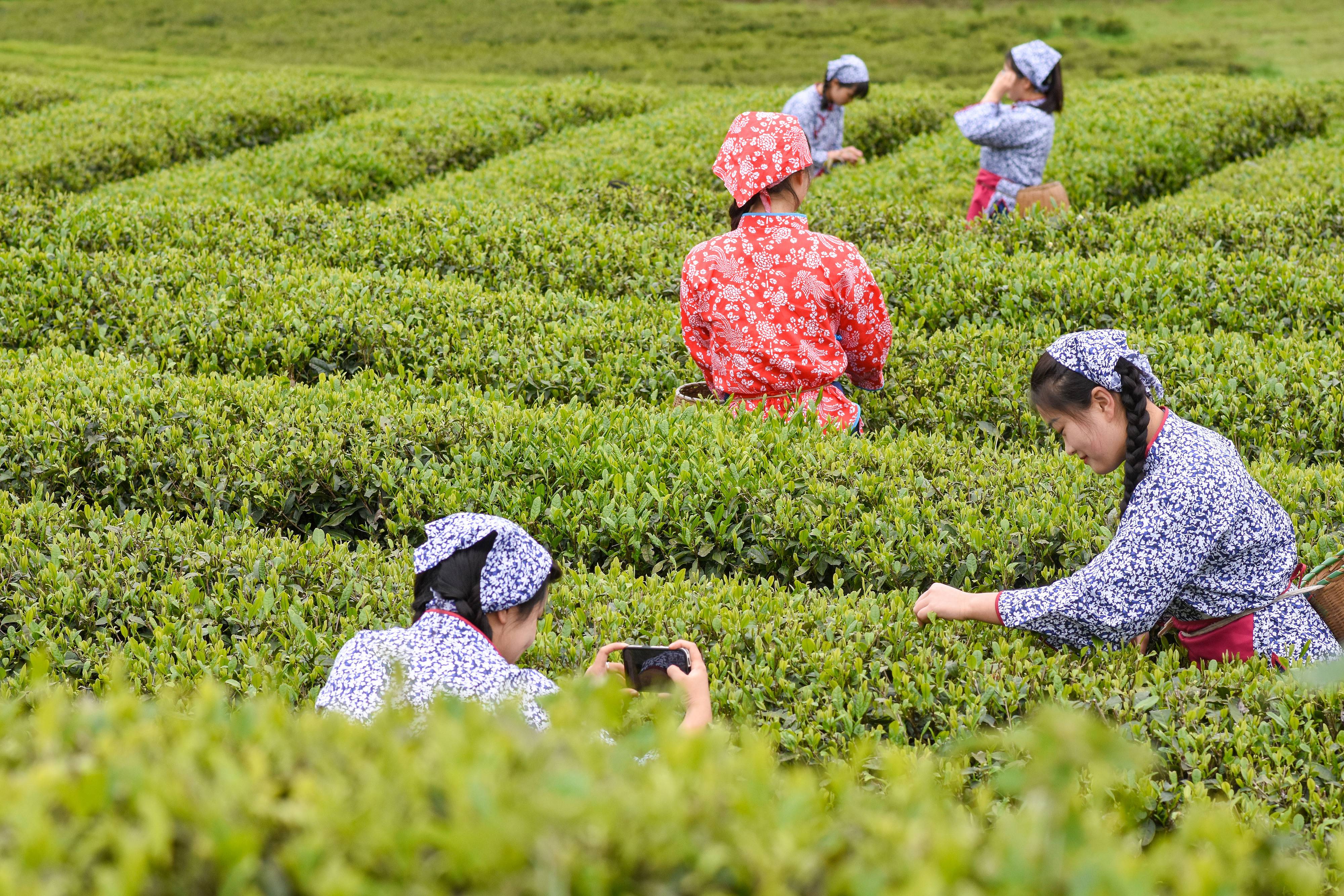 2023年4月6日，游客在貴州省銅仁市江口縣怒溪鎮(zhèn)駱象村生態(tài)茶園體驗(yàn)采茶樂趣。