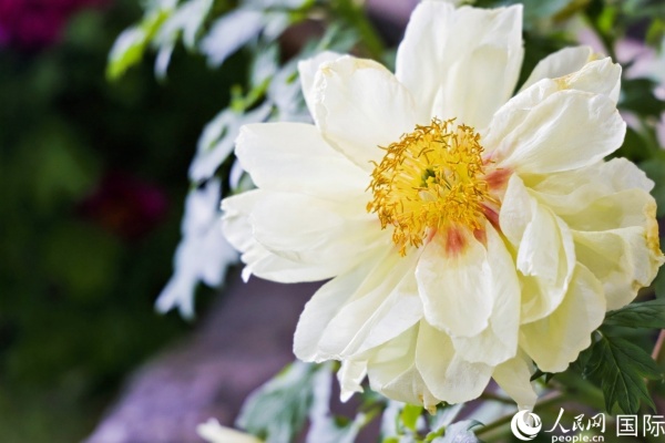 洛陽國家牡丹園牡丹盛開。 人民網(wǎng)記者 魯揚攝