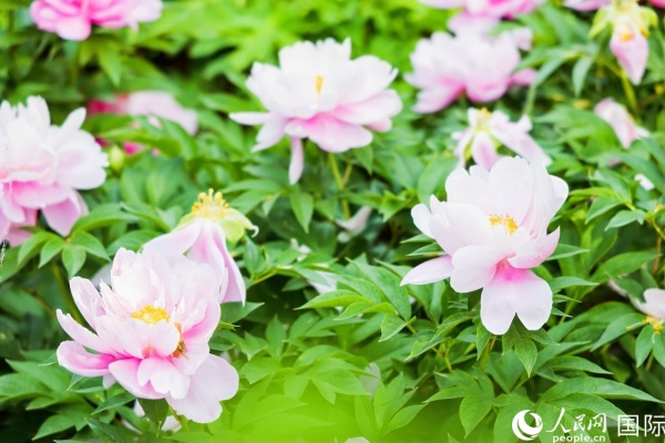 洛陽國家牡丹園牡丹盛開。 人民網(wǎng)記者 魯揚攝