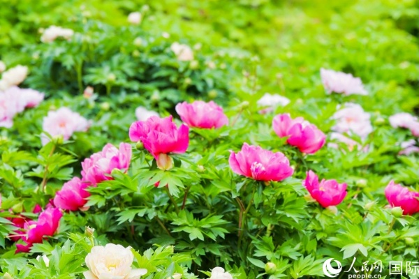 洛陽國家牡丹園牡丹盛開。 人民網(wǎng)記者 魯揚攝