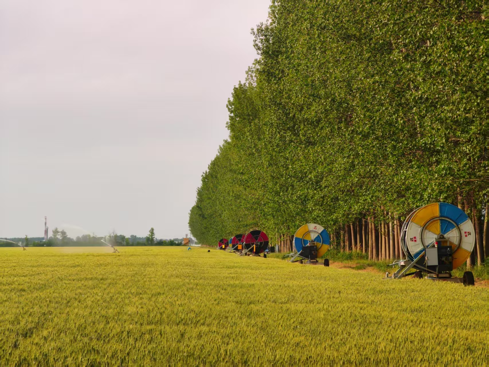 陜西華陰市華西鎮(zhèn)農(nóng)墾農(nóng)場正在作業(yè)的卷盤式噴灌機(jī)。受訪者供圖