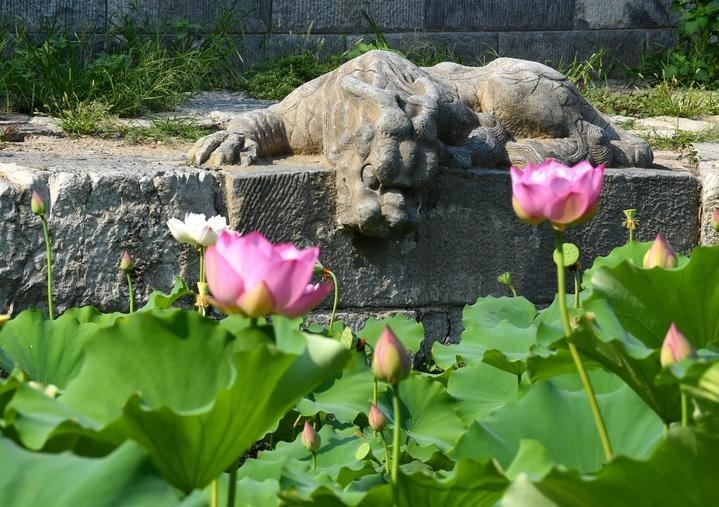 萬寧橋位于北京地安門外大街中部、什剎海東岸，是北京中軸線上最古老的橋梁，至今已有700多年歷史。近年來，北京市持續(xù)為萬寧橋“瘦身減負”，橋體風貌得以完整展現(xiàn)，方便游客走近欣賞，深入了解古橋承載的價值和內(nèi)涵。這是2023年7月18日拍攝的北京萬寧橋橋東的鎮(zhèn)水獸。